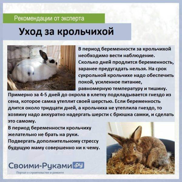 Беременность и роды у декоративныx кроликов