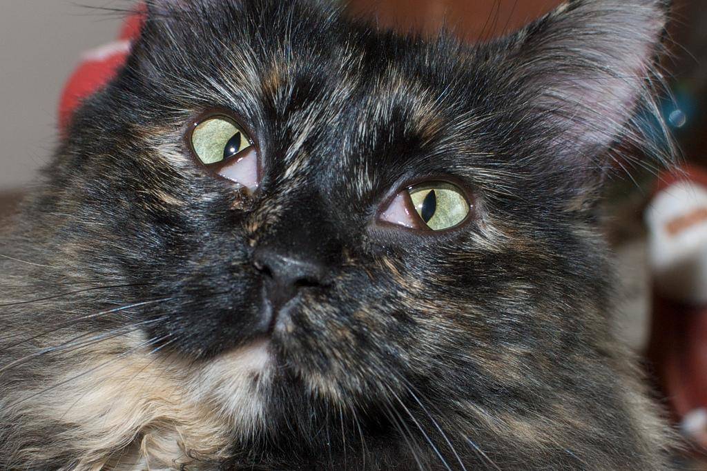 Третье веко у кошки: причины выпадения и лечение