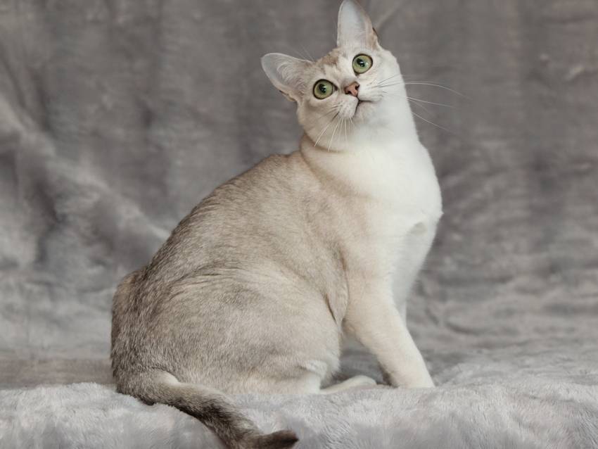Кошка породы бурмилла: описание и фото, характер животного, особенности содержания