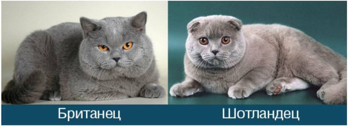 Британская вислоухая кошка: что это за порода, действительно ли она существует, фото