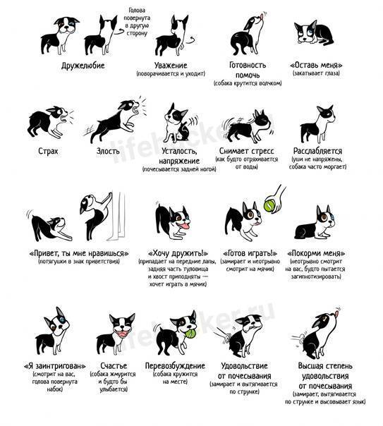 Команды для собак: как научить собаку командам