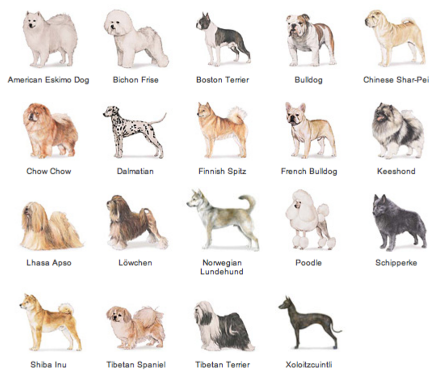Породы собак. Название собак. Породы собак с фотографиями. Определить породу собаки. Определить породу по описанию