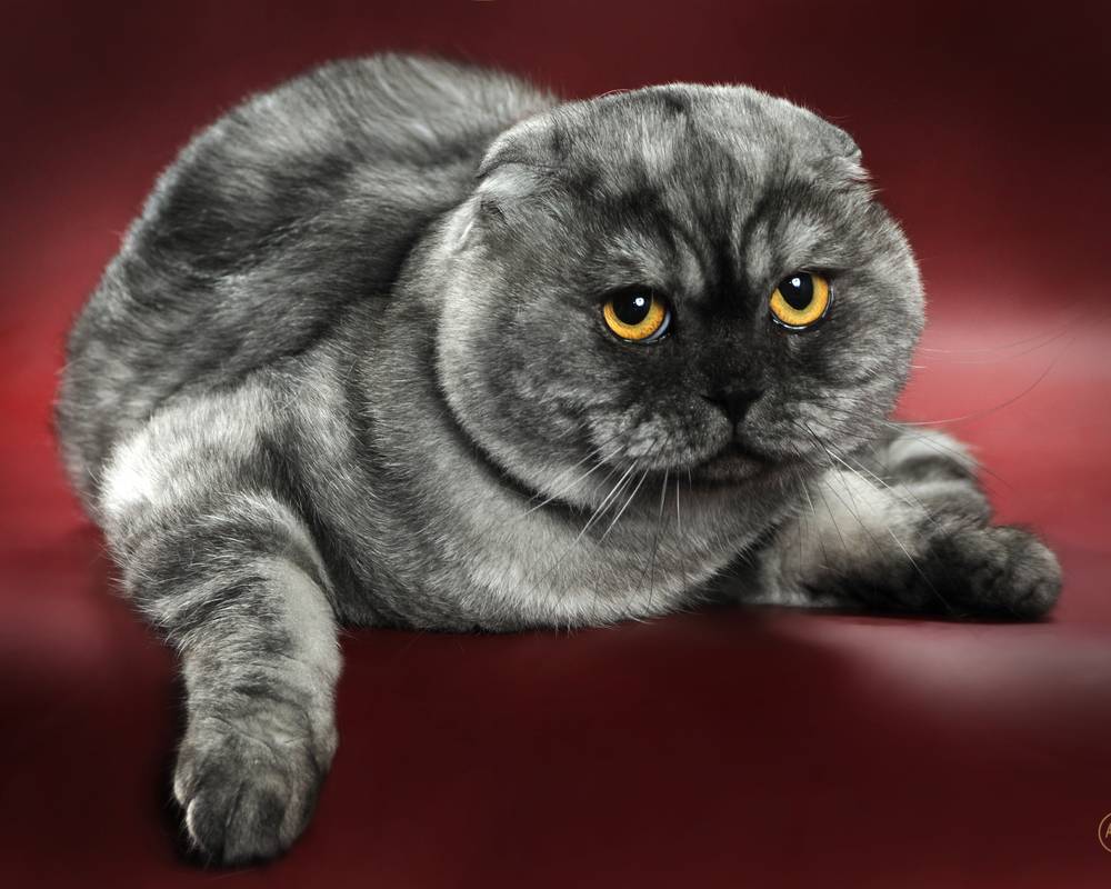 Скоттиш фолд (шотландская вислоухая): описание породы, фото кошки и котят, окрасы, характер, вес по месяцам, отзывы владельцев, чем кормить и сколько лет живут?