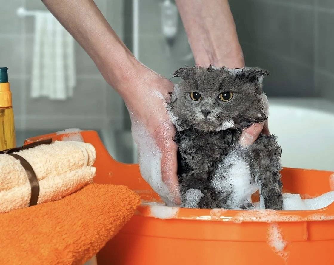 Как ухаживать за глухим котенком » собачки и кошечки