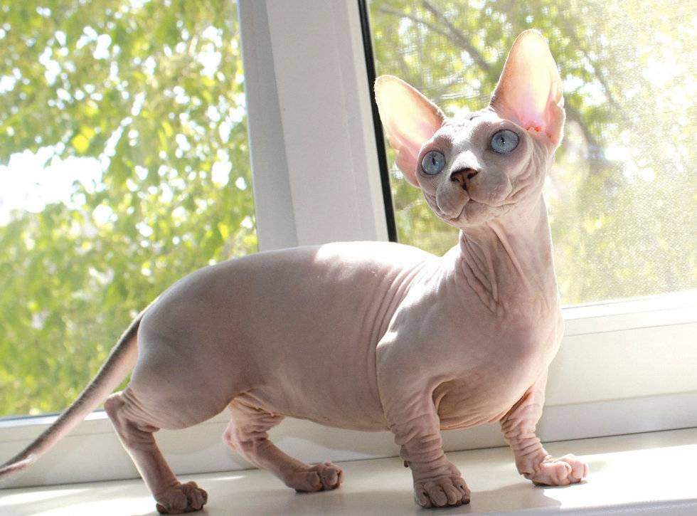 Породы кошек которые не линяют