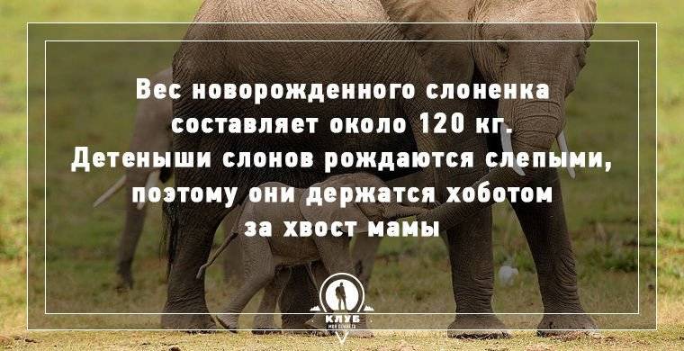 ​50 самых интересных фактов о слонах (6 фотографий)