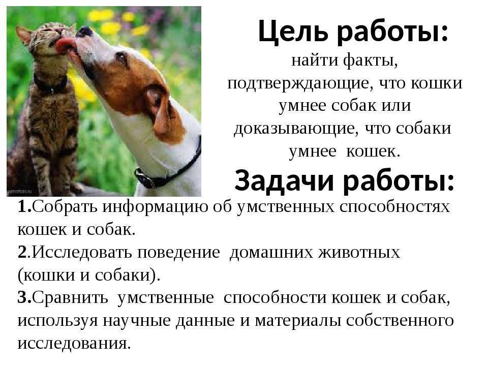 Кто умнее кошки или собаки - сравнение ума