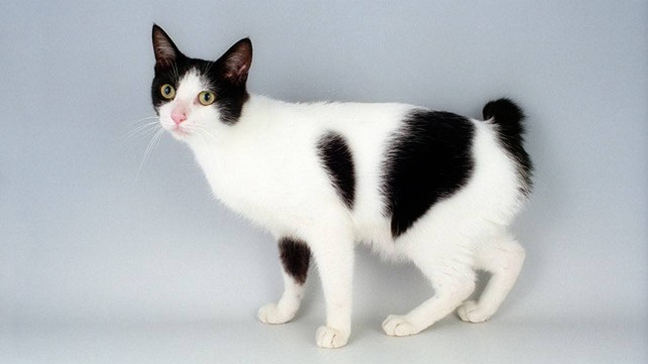 Рассмотрите фотографию кошки породы японский бобтейл. Японский бобтейл кошка. Японский бобтейл белый. Японский бобтейл короткошёрстный. Кот породы японский бобтейл.