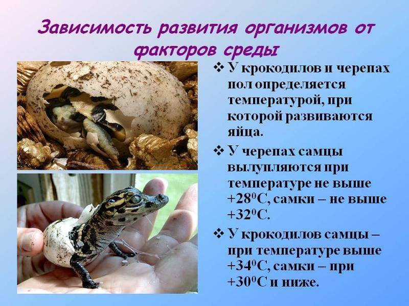 Сухопутная домашняя черепаха: уход, условиях содержания, сколько живут