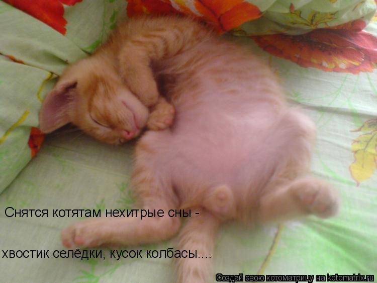 Какие сны видят кошки и видят ли вообще – научные исследования