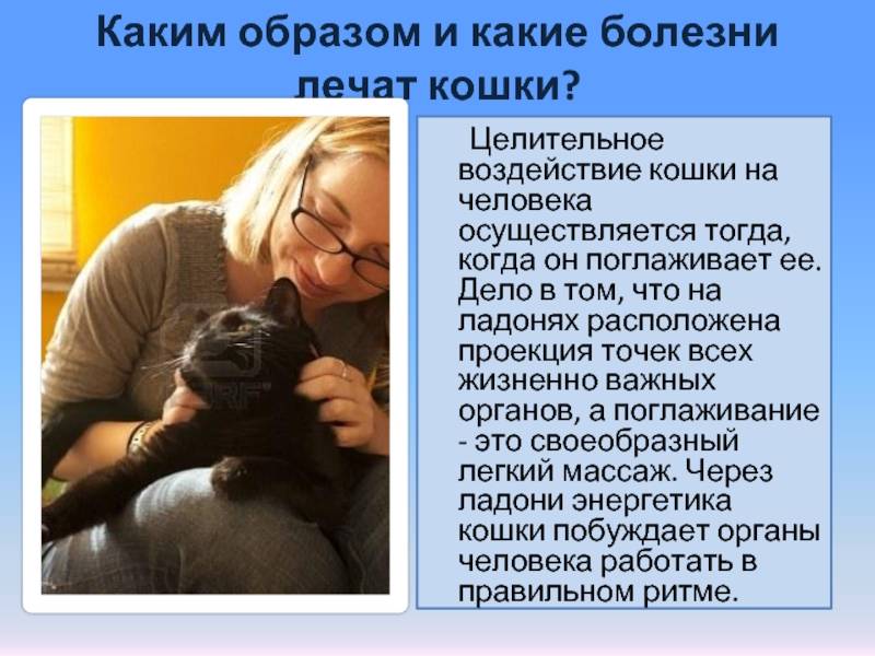 Как и какие кошки лечат людей от болезней