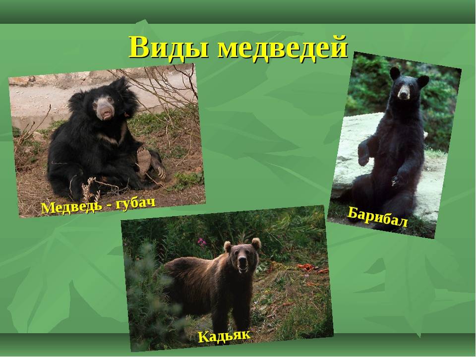 Медведь – разновидности, ареал обитания, питание, содержание в неволе + 83 фото