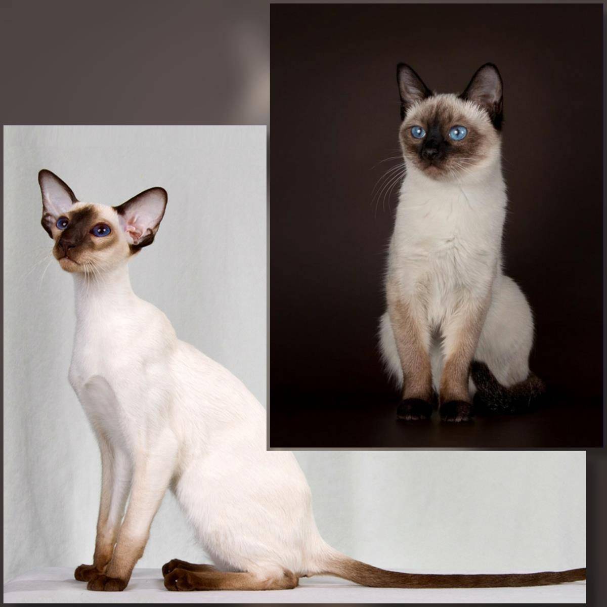 Различия кошек. Сиамская и тайская. Сиамская и тайская кошка. Ориентальная Балинезийская кошка. Тайская кошка и Сиамская кошка.