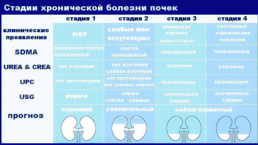 Хроническая почечная недостаточность у кошек: как лечить?