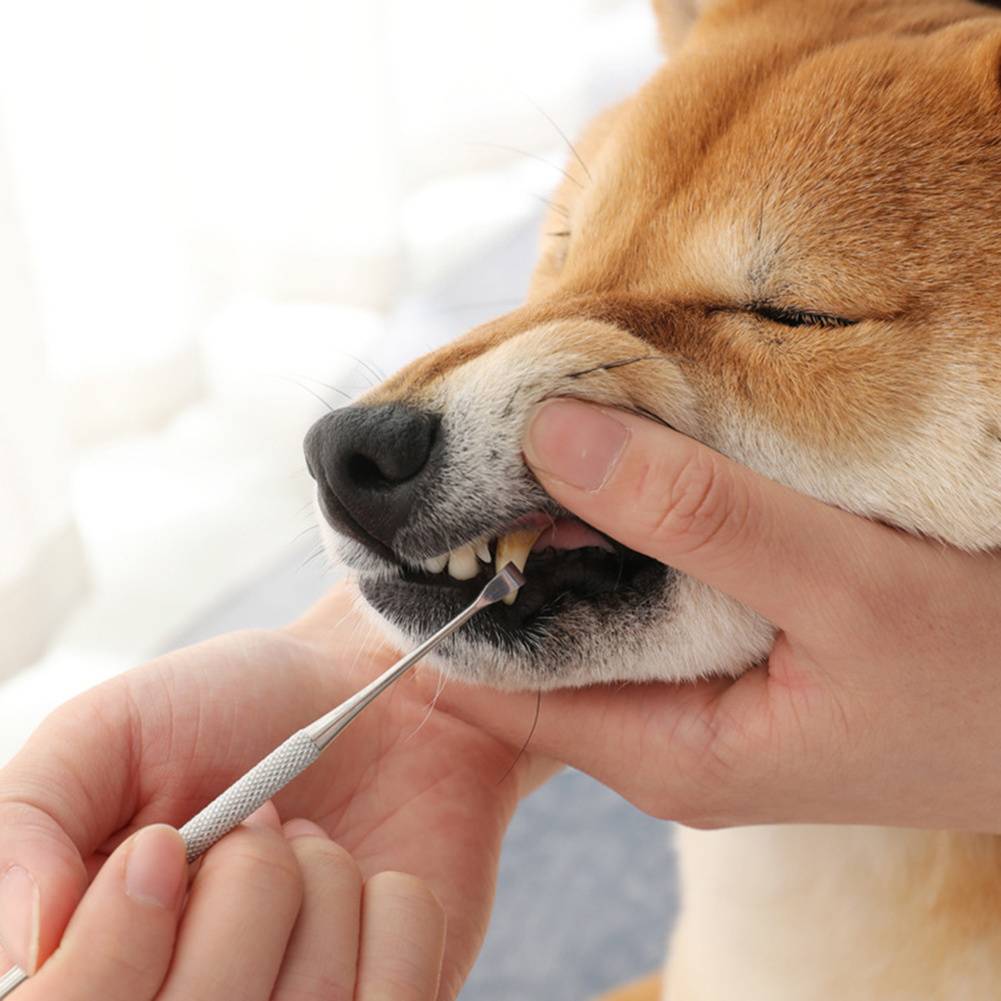 Избавляемся от зубного камня у собак