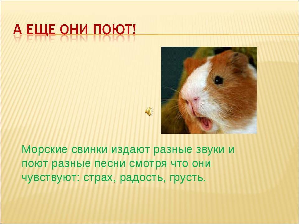 Почему морская свинка пищит и что это значит?