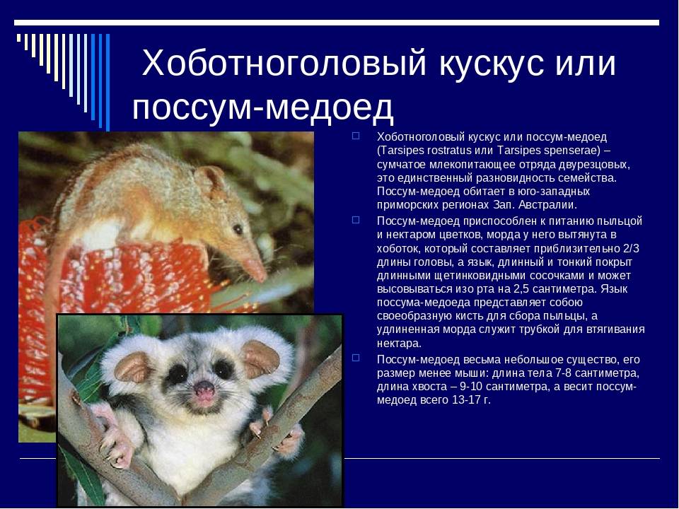 Самые интересные факты о сумчатых животных | vivareit