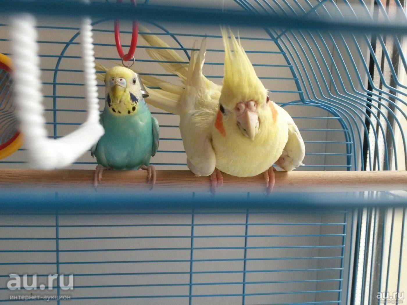 Кого лучше выбрать — корелла или волнистого попугая?