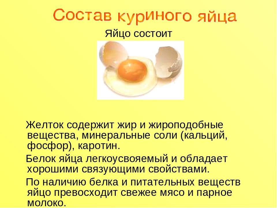 Можно ли кошкам яйца