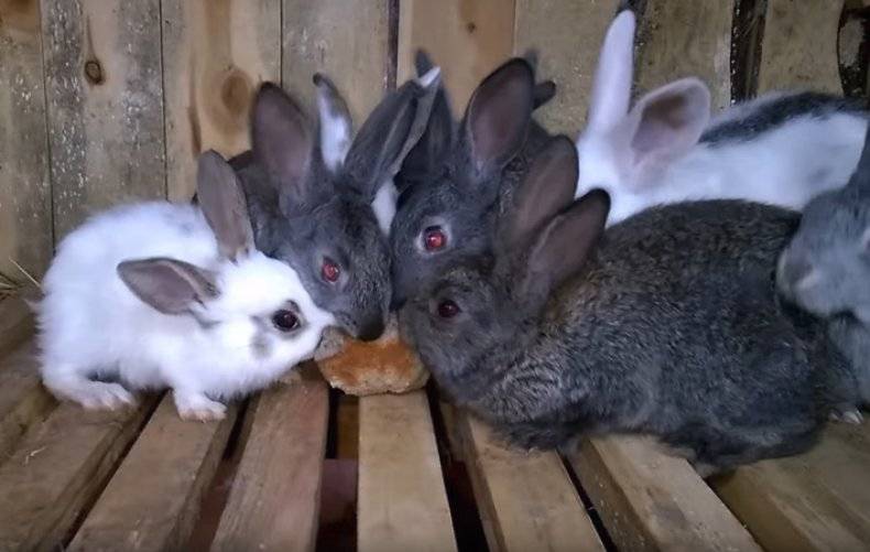 Можно ли кроликам давать хлеб, кормить ли кроликов сухарями