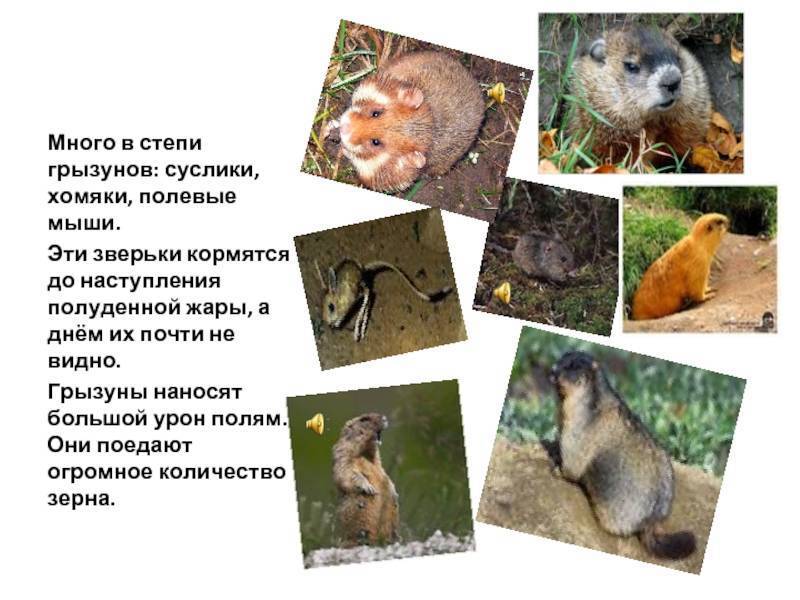 Чем питается хомяк в зоне степей