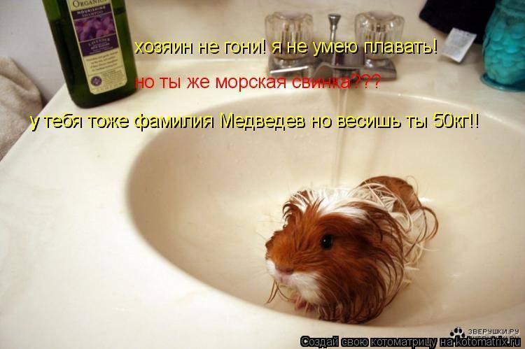 Морская свинка: уход и содержание в домашних условиях, сколько живет, чем кормить, размер клетки