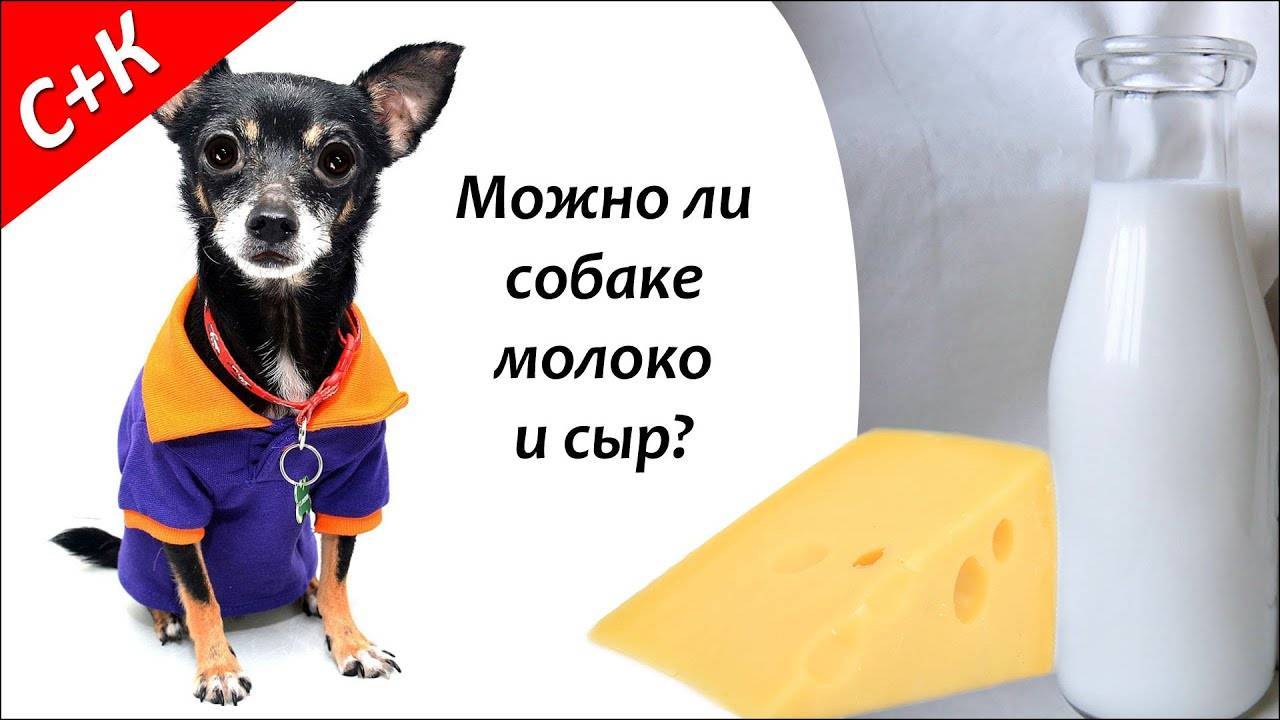 Можно ли собакам давать молоко