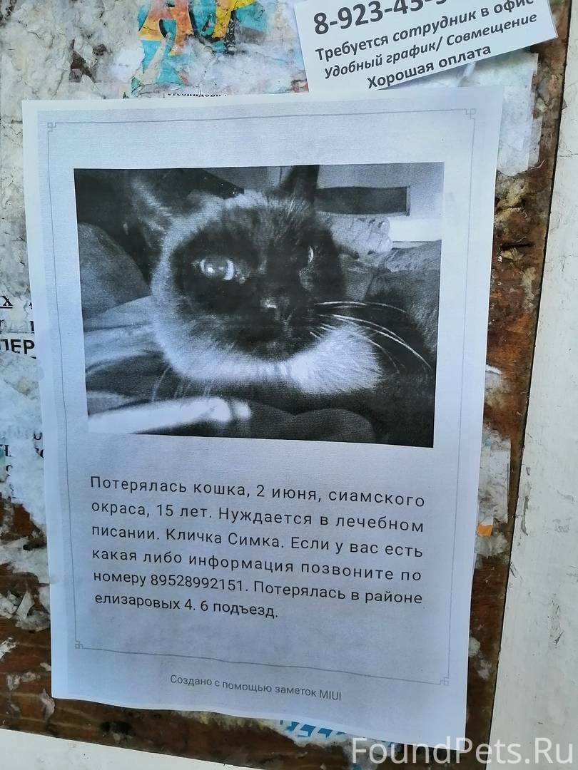 «три дня по чатам и подвалам»: как правильно искать пропавшего кота? / новости общества красноярска и красноярского края
 / newslab.ru