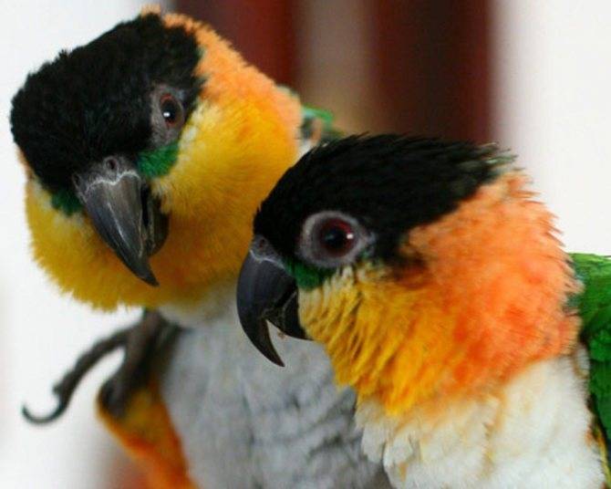 Попугай кубинский белоголовый амазон – уход и содержание