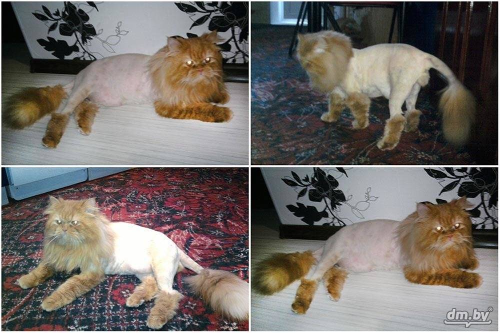 Нужно ли стричь кота