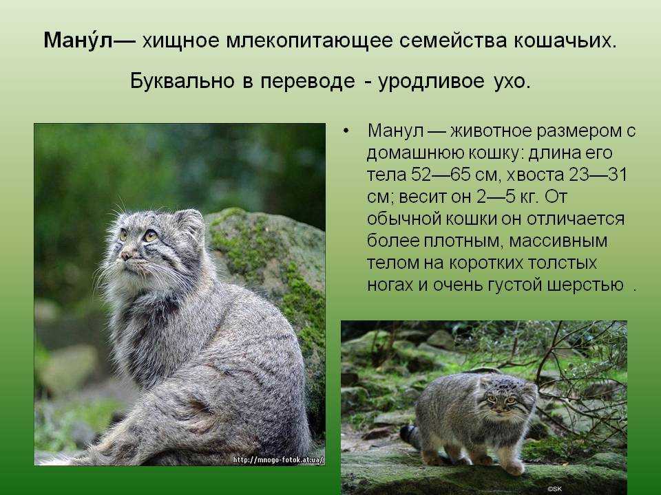Манул: дикий степной охотник- среда обитания и красная книга россии +видео