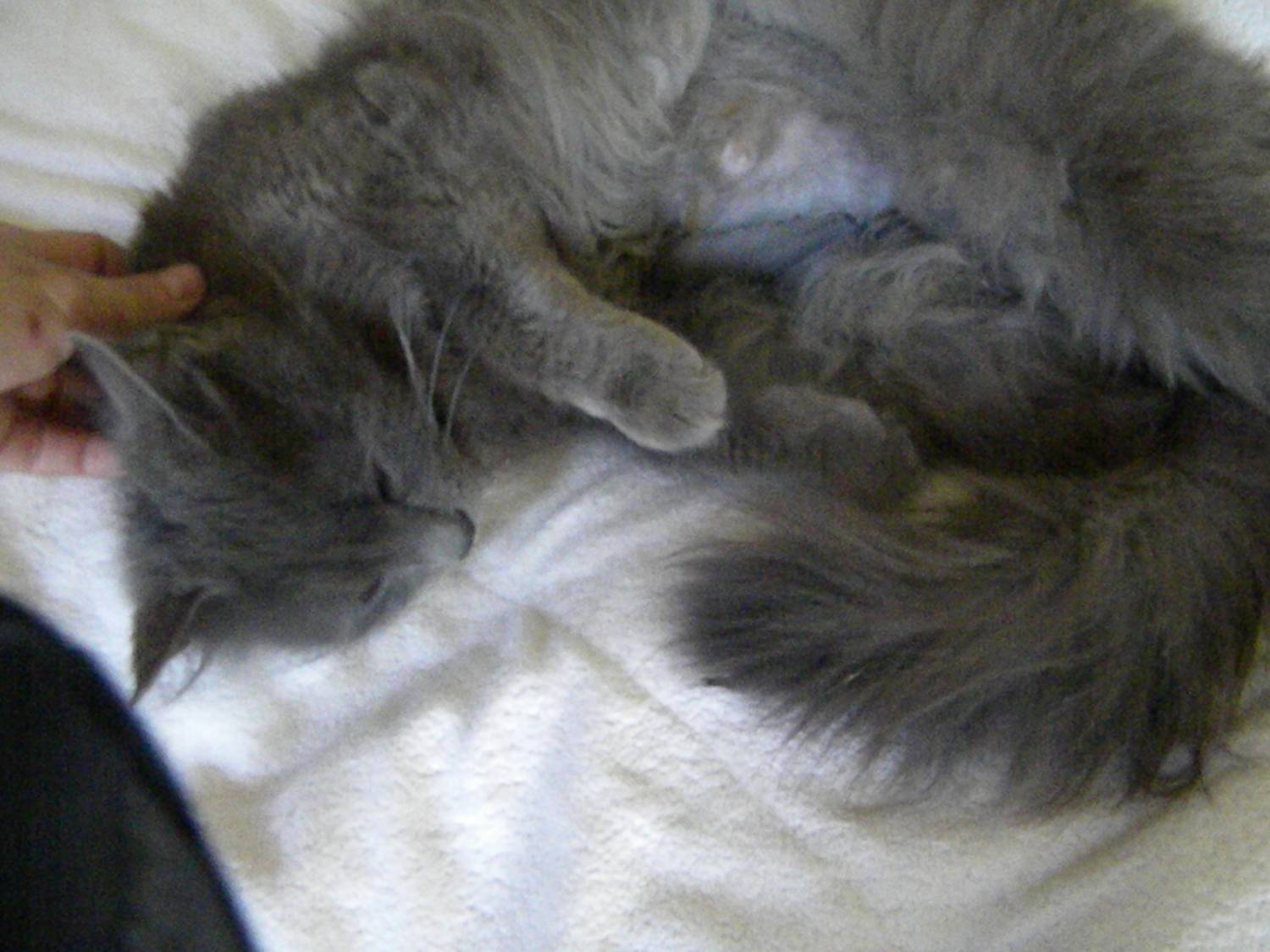 Мастопатия у кошек: причины, лечение в домашних условиях | ваши питомцы