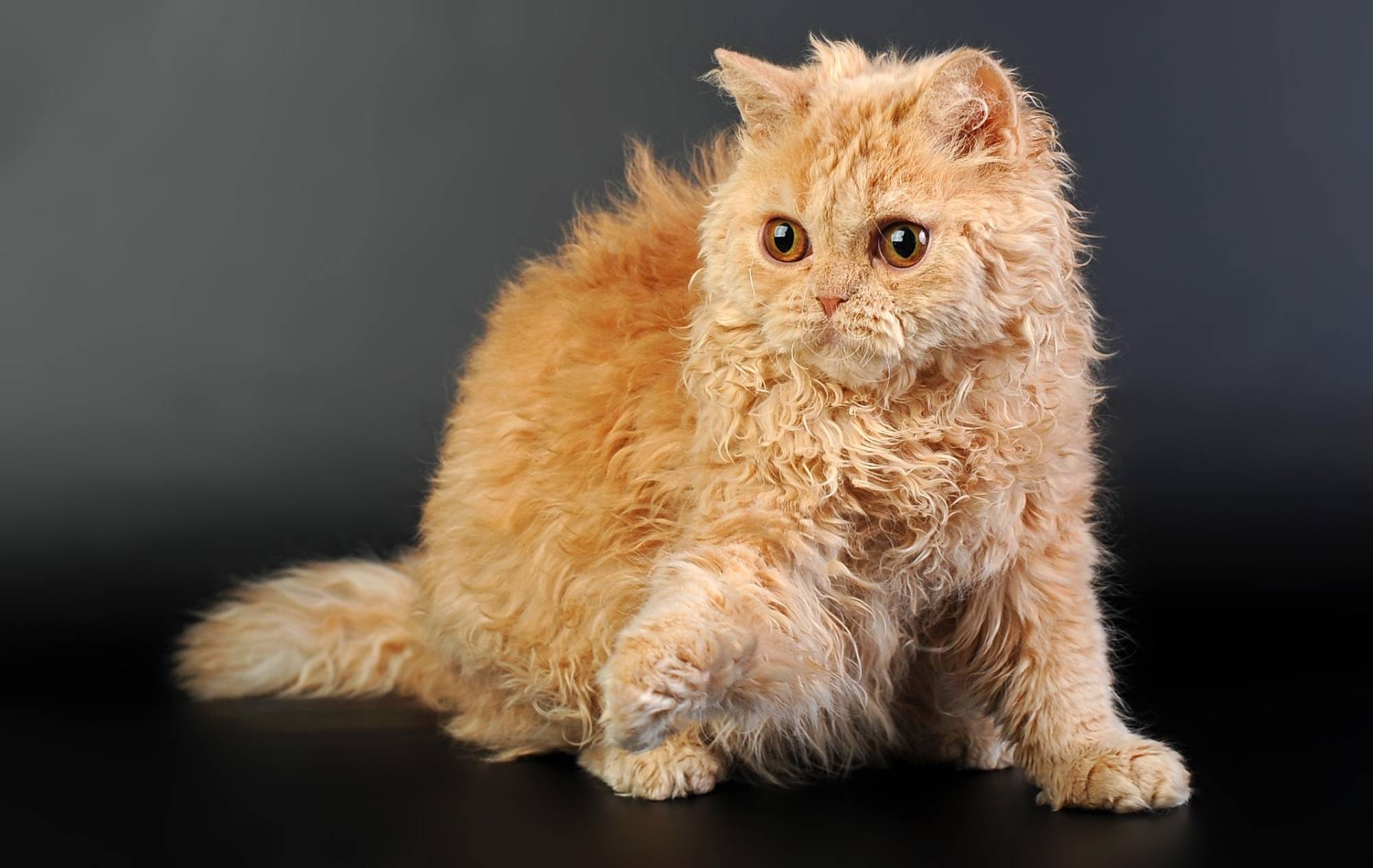 Ла-перм: особенности кудрявых кошек