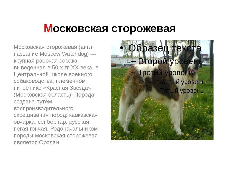 Московская сторожевая: характеристика внешнего вида и описание характера, особенности содержания и фото породы