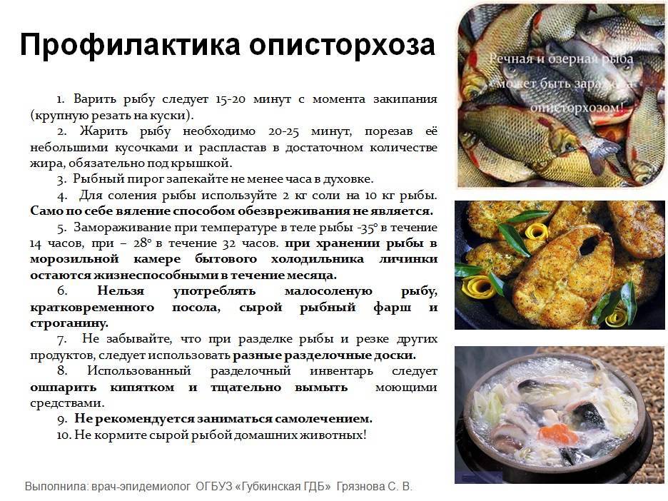 Симптомы, диагностика и лечение описторхоза у кошек