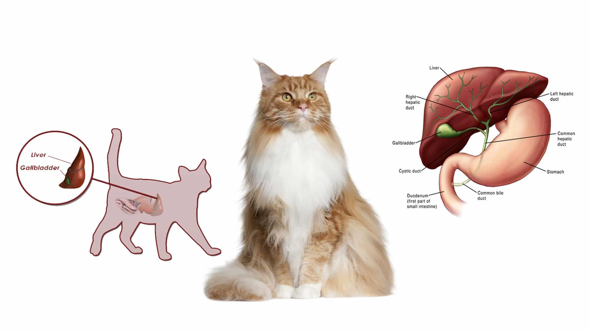 Гастрит у кошек: симптомы, питание и лечение в домашних условиях