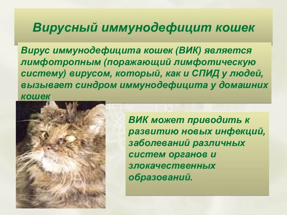 Вирус иммунодефицита кошек (ВИК)