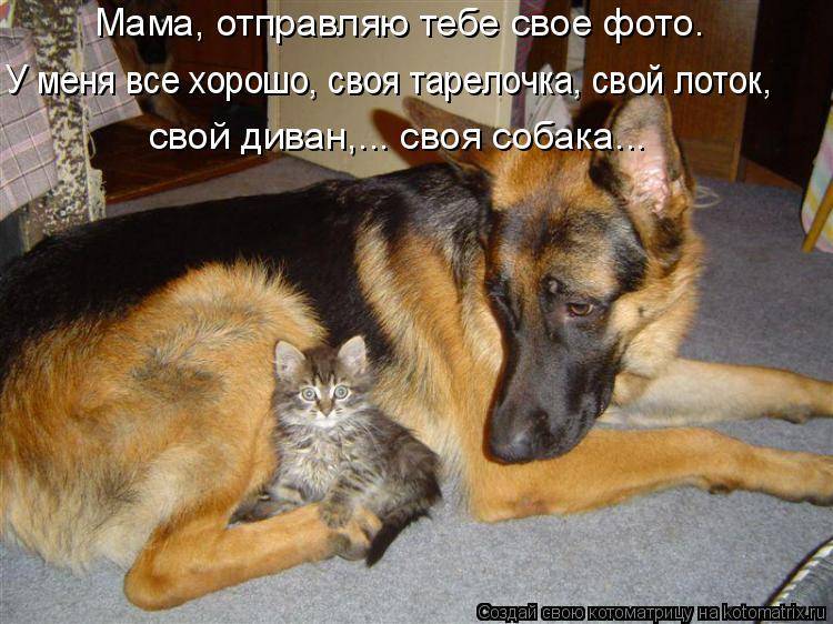 Самые ласковые и добрые породы кошек: 15 пород с фотографиями и описанием