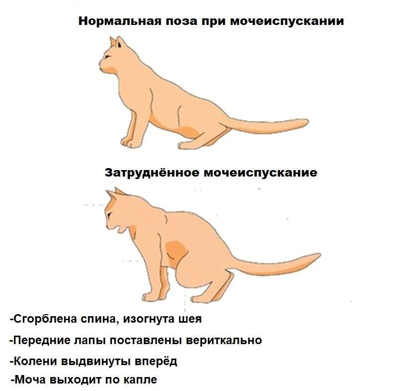 Стерилизация кошек
