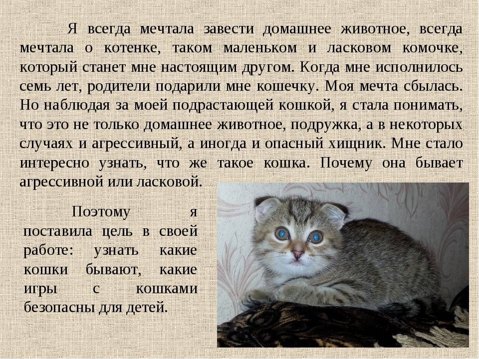 Кошка сильно линяет: что делать?