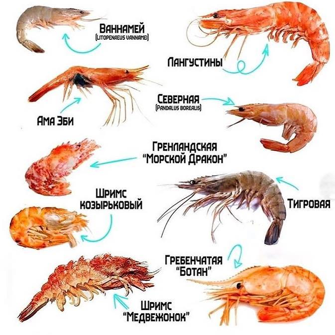 Можно ли кошкам давать сырую или вареную рыбу: морскую и речную? | dreamies