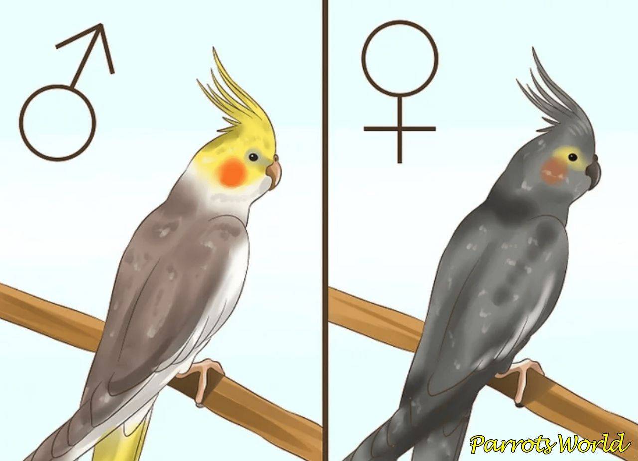 Попугай корелла самка и самец. Попугай корелла отличие самки от самца. Попугай корелла 0. Корелла попугай самочка. Корелла попугай мальчик или девочка