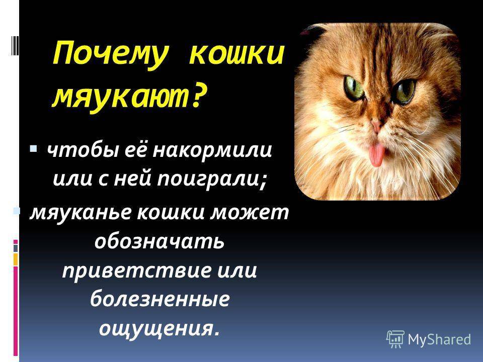 Что делать, если кастрированный кот орет по ночам