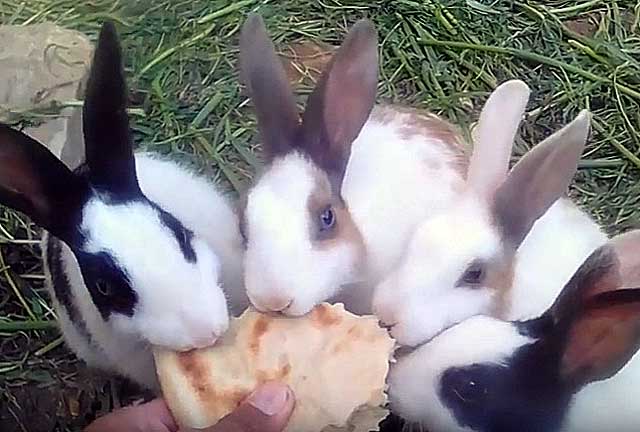 Можно ли кроликам давать хлеб, кормить ли кроликов сухарями - dc61.ru
