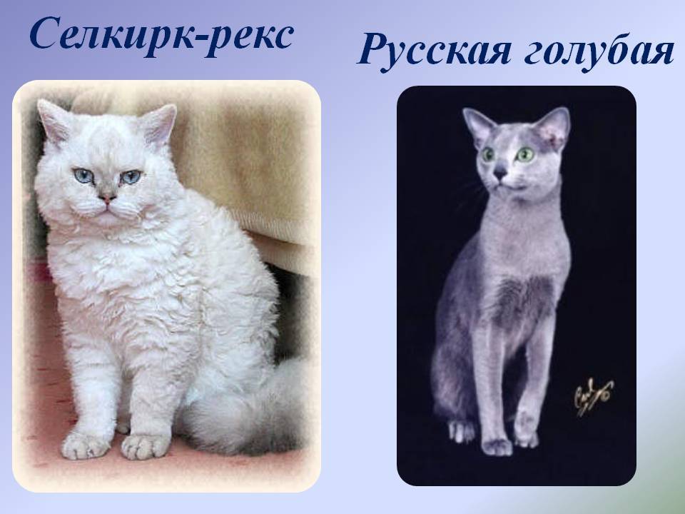 Кошки метисы: плюсы и минусы, отличия от обычных и откуда они берутся, как отличить от породистых
