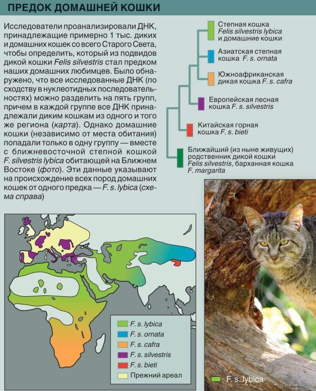 Андская кошка: фото, видео, описание породы, характер