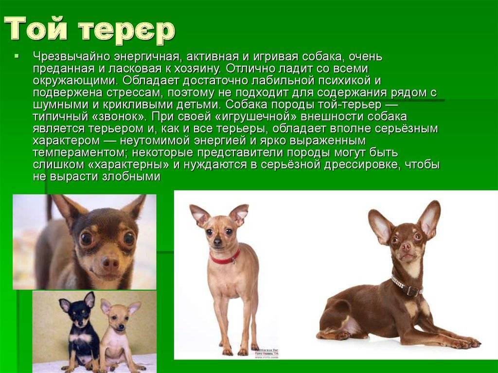 Важные заметки о русском тое. статьи о русских той терьерах на mini-dogs