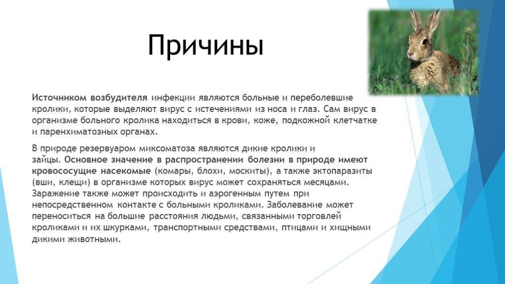 Миксоматоз у кроликов: причины, лечение и профилактика