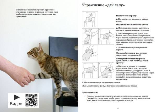 Как дрессировать кота или кошку, дрессировка котёнка