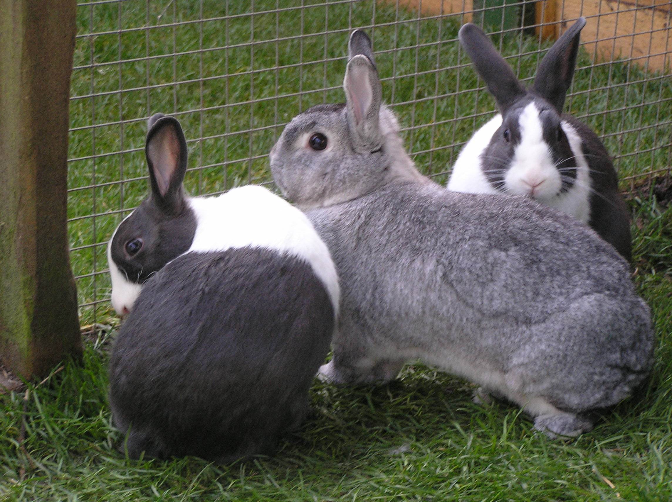 Такие необычные декоративные кролики: интересные факты